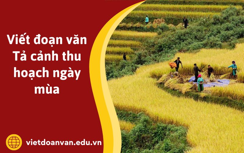 Đoạn văn Tả cảnh thu hoạch ngày mùa