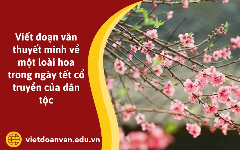 Đoạn văn thuyết minh về một loài hoa trong ngày tết cổ truyền của dân tộc