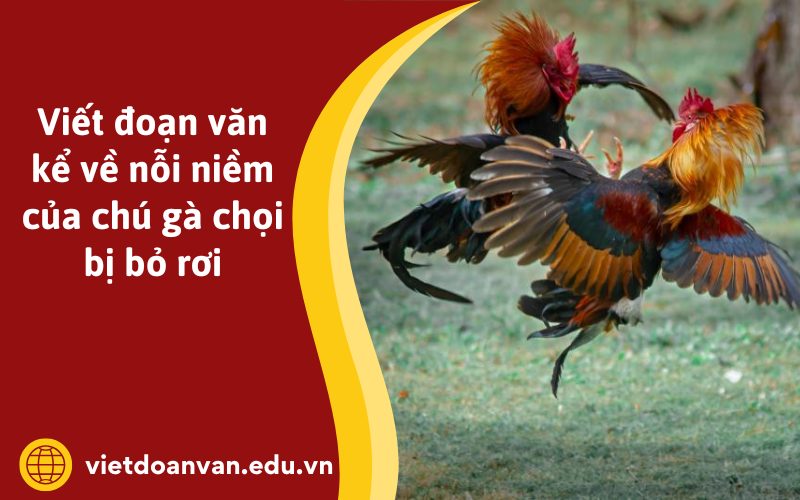 Đoạn văn kể về nỗi niềm của chú gà chọi bị bỏ rơi