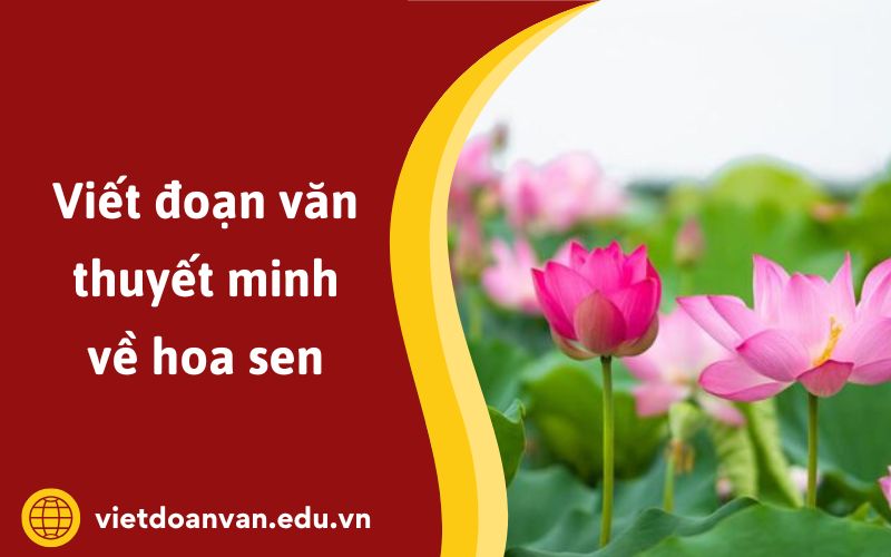 Đoạn văn thuyết minh về hoa sen
