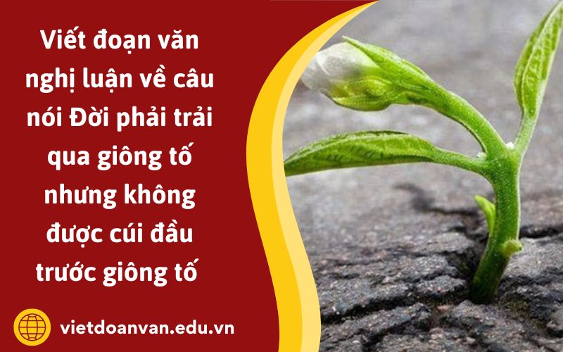 Đoạn văn nghị luận về câu nói Đời phải trải qua giông tố nhưng không được cúi đầu trước giông tố