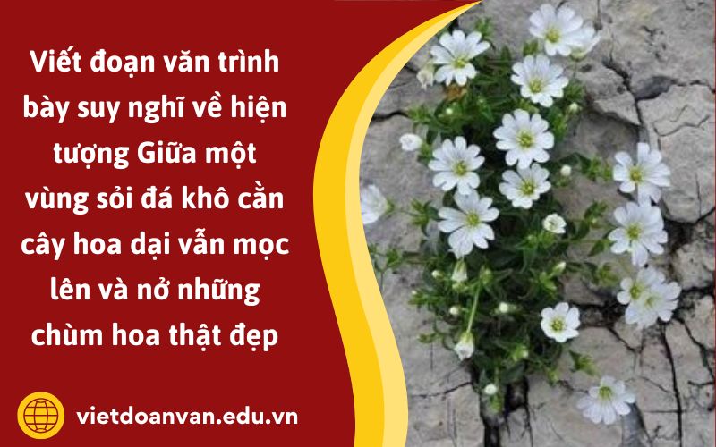 Đoạn văn trình bày suy nghĩ về hiện tượng Giữa một vùng sỏi đá khô cằn cây hoa dại vẫn mọc lên và nở những chùm hoa thật đẹp