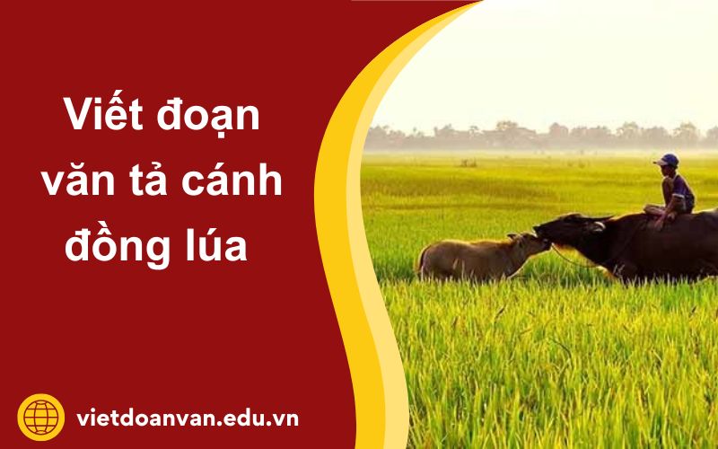 Đoạn văn tả cánh đồng lúa lớp 5
