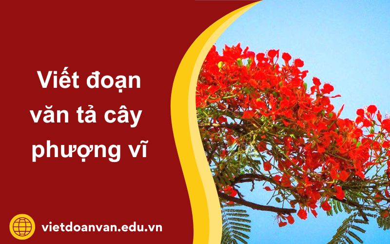 Đoạn văn tả cây phượng vĩ