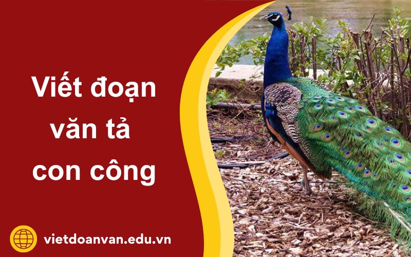 Đoạn văn tả con công