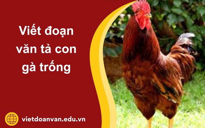 Đoạn văn tả con gà trống