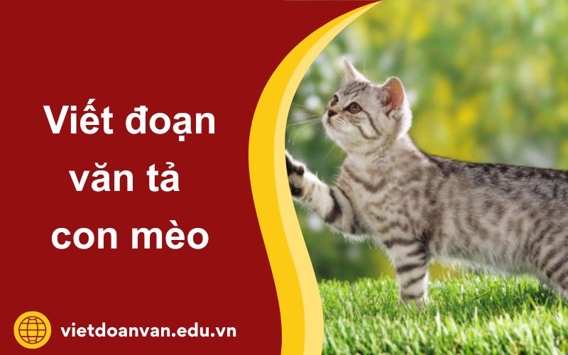 Đoạn văn tả con mèo