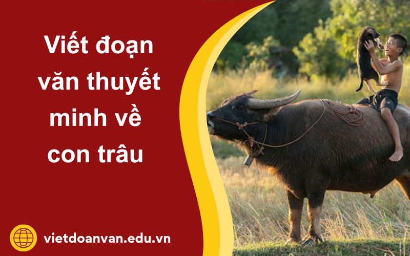Đoạn văn thuyết minh về con trâu