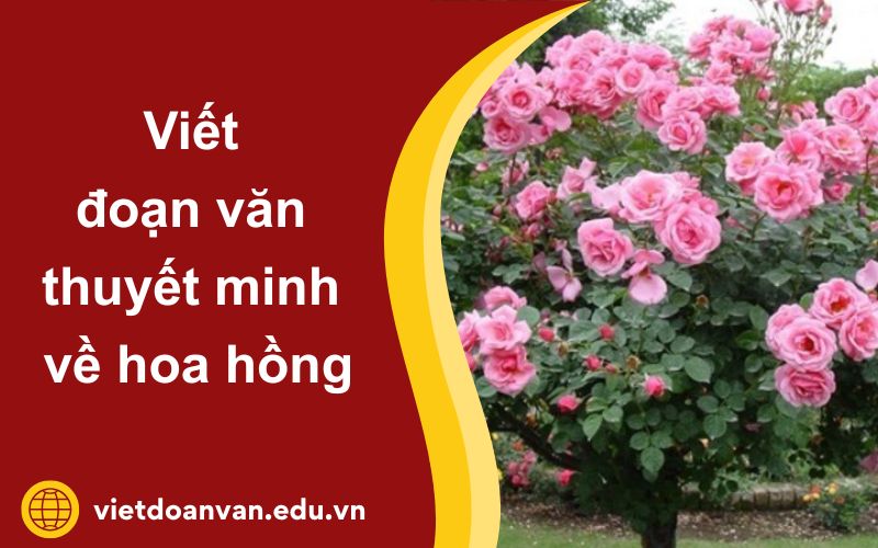 Đoạn văn thuyết minh về hoa hồng