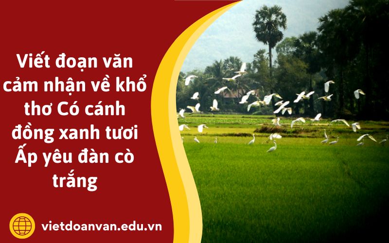 Viết đoạn văn cảm nhận về khổ thơ Có cánh đồng xanh tươi Ấp yêu đàn cò trắng