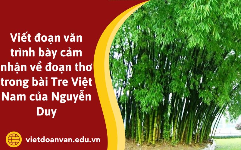 Viết đoạn văn trình bày cảm nhận về đoạn thơ trong bài Tre Việt Nam của Nguyễn Duy