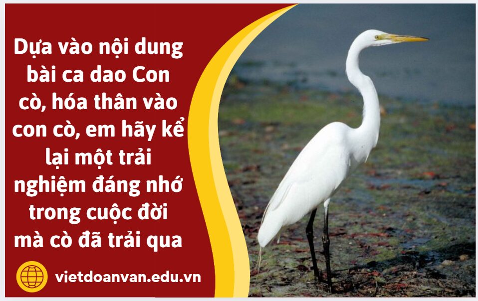 Dựa vào nội dung bài ca dao Con cò, hóa thân vào con cò, em hãy kể lại một trải nghiệm đáng nhớ trong cuộc đời mà cò đã trải qua