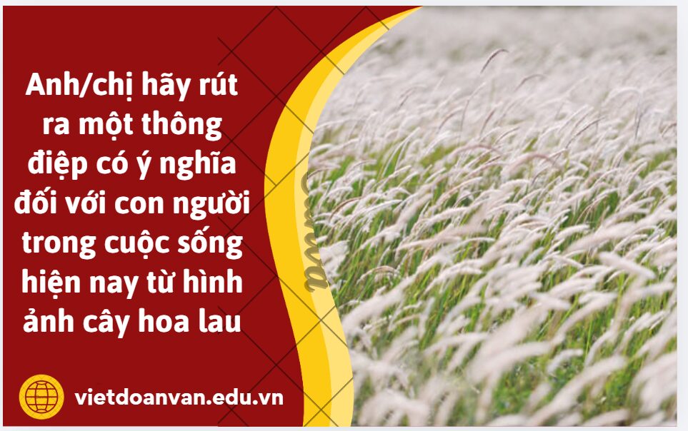 Từ hình ảnh hoa lau trong văn bản trích Phận hoa bên lề, anh/chị hãy rút ra một thông điệp có ý nghĩa đối với con người trong cuộc sống hiện nay (trình bày khoảng 5–7 dòng)