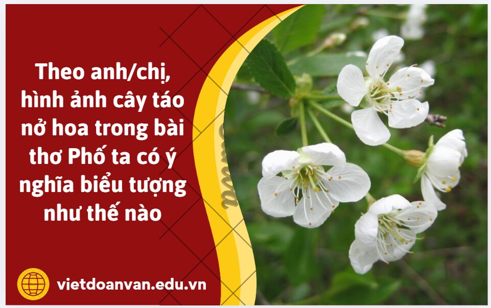 Theo anh/chị, hình ảnh cây táo nở hoa trong bài thơ Phố ta có ý nghĩa biểu tượng như thế nào