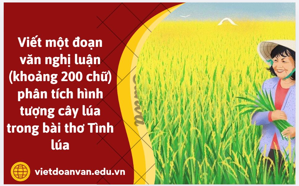 Viết một đoạn văn nghị luận (khoảng 200 chữ) phân tích hình tượng cây lúa trong bài thơ Tình lúa