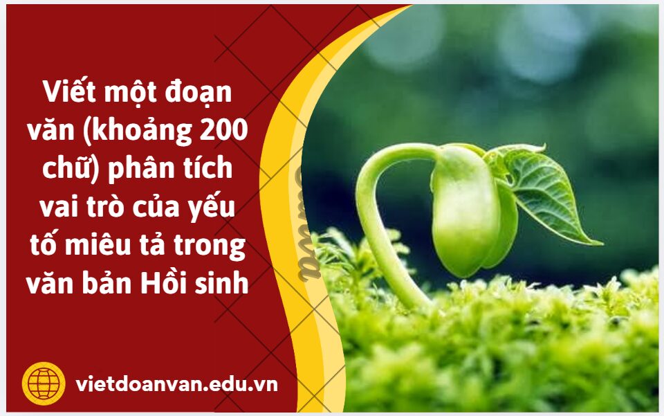 Viết một đoạn văn (khoảng 200 chữ) phân tích vai trò của yếu tố miêu tả trong văn bản Hồi sinh