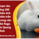 Viết đoạn văn (khoảng 200 chữ) phân tích điểm nhìn trần thuật trong văn bản Thỏ Ragu của Lưu Quang Minh